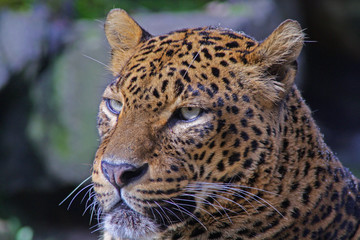 Leopard, panther.  Panthera pardus