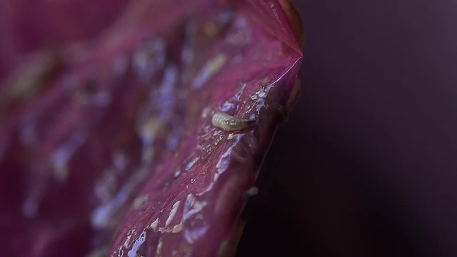 Worm on rotten near grabege