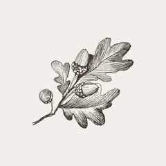 Engraving Oak Acorn isolated on creme background. Detailed vector illustration of hand drawn autumn oak nut. Vintage retro fall seasonal decor. - 232927262
