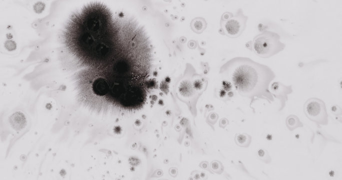 black ink drops spreads on white wet paper