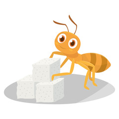 Ants collect the sugar after he looks for it