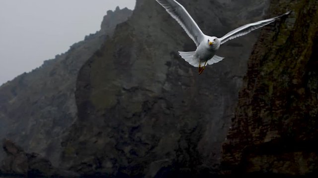 Seagull slow motion flight at backdrop of the rocks and catch pieces of the bread