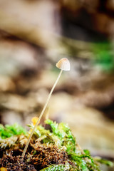 Iodine Bonnet fungi - Mycena filopes, little inedible mushroom