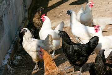 Fototapeta na wymiar Black chicken hen that has feathers all along its talons