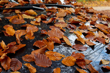 Closeup of brown leaves on a car 
