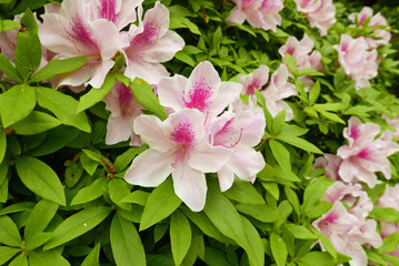Azalée rose et blanche