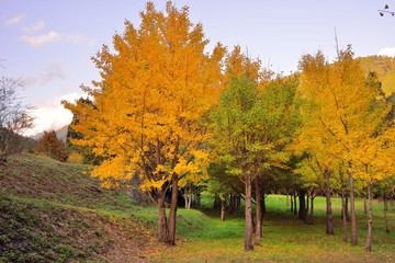 Fototapeta na wymiar Ginkgo biloba, is an autumn background of yellow leaves