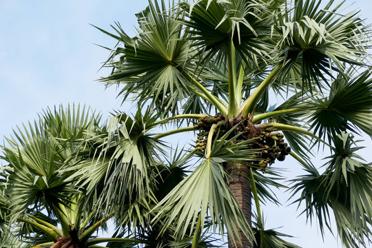 sugar palm Tree on sky beautiful tropical background