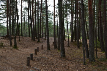 Misty autumnal coniferous forest at sunrise with old spruces and pines. Fir and pine trees in wild forest, lit by sunlight. Sustainable ecosystem and healthy environment concepts. Latvia