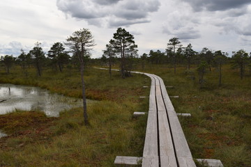 wooden flooring bridge of planks in a swamp in a forest in a park in Latvia. Kemeri National Park.