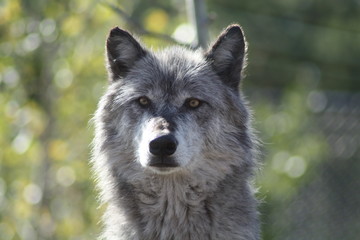 Wolf, Rocky Mountains Wolf, Canis lupus