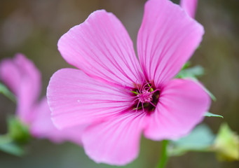 Pink blooming hollyhock mallow (Malva alcea) close-up