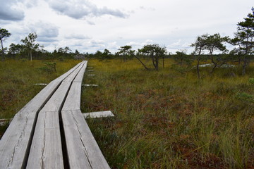 wooden flooring bridge of planks in a swamp in a forest in a park in Latvia. Kemeri National Park.