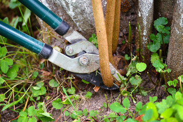 Pruning trees with garden pruners in the autumn garden