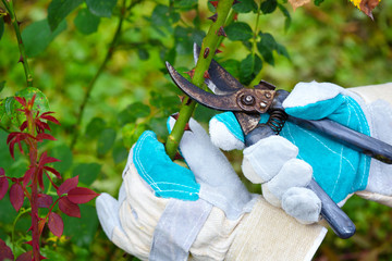 Autumn pruning roses in the garden, gardener's hands with secateurs