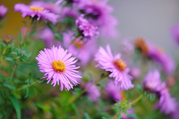 Autumn flowers (botanical name: Aster novi-belgii or Symphyotrichum novi-belgii)