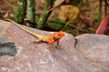 Chameleon on the big stone