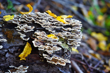 Trametes versicolor mushroom on the old stump