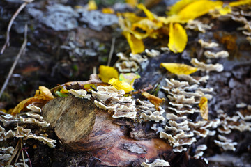 Trametes versicolor mushroom on the old tree