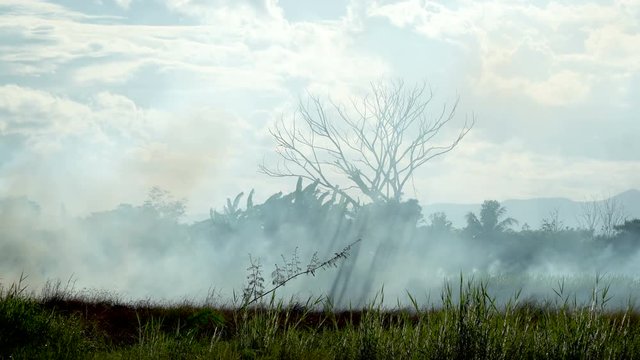 Field Fire in Tropical Country