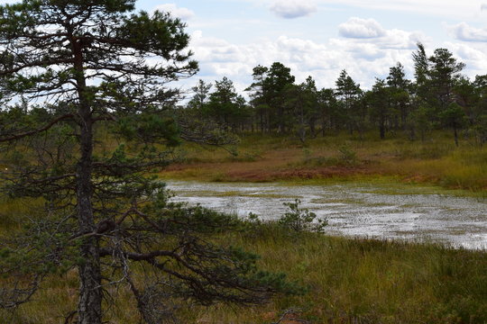 Kemeri national park, bog and lakes landscape picture with trees refelcting in the water