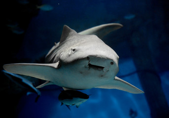 Naklejka premium Zebra shark or Leopard shark (Stegostoma fasciatum) close-up with suckerfish (Remora remora) under sea water 