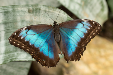 Butterfly, Lepidoptera