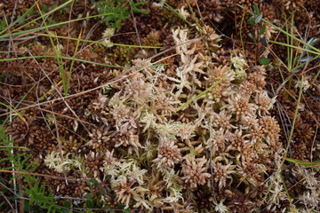 Moss close up macro texture background. swamp