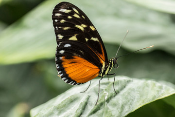 Obraz na płótnie Canvas Butterfly, Lepidoptera