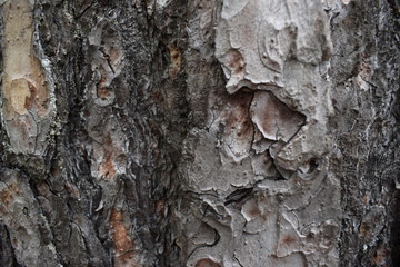Texture of wood, pine bark close-up. Background, brown texture.