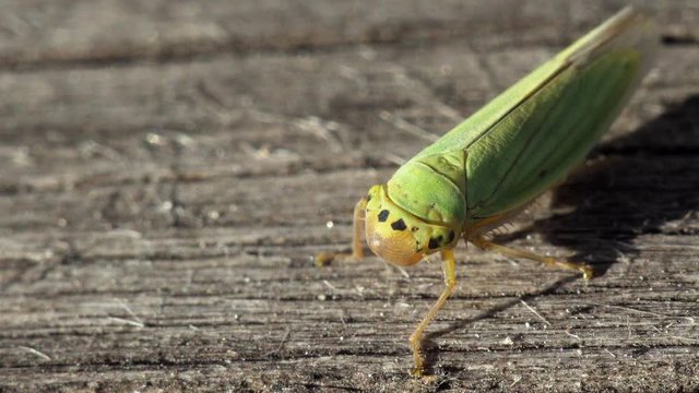 Green cicada Cicadella viridis sits on a dry tree trunk. Macro shot.