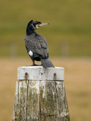 Cormorant, Phalacrocorax carbo