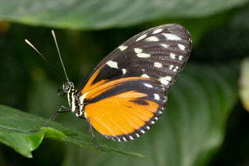 Butterfly, Lepidoptera