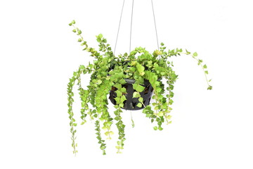 Fototapeta premium green plant hanging isolated collection on white background