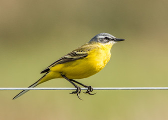 Yellow wagtail, Motacilla flava