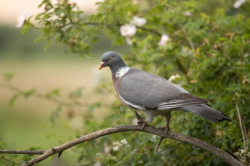 Woodland Pigeon