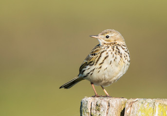 Meadow pipit, Anthus pratensis