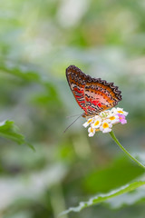 butterfly on flower