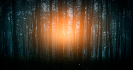 The road in the dark, gloomy forest, magic in the forest, the light in the dark.