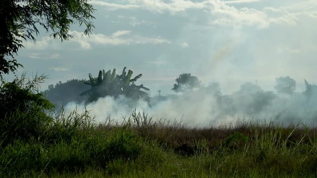 Field Fire in Tropical Country