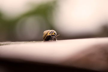 snail on bin