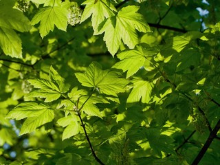 Maple Leaves