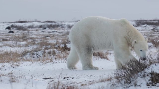 Polar bear walking in the snow