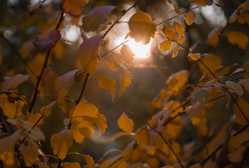 Last Autumn Sun Beams