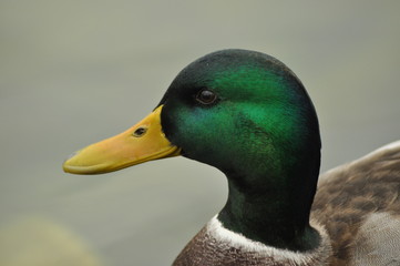 Mallard Duck. Wild bird floating on the lake. Portrait of the animal.