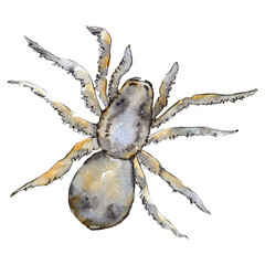 Exotic tarantula wild insect in a watercolor style isolated. For background, texture, wrapper pattern or tattoo.