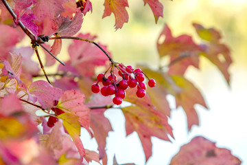  branch of ripe red viburnum with berries in autumn