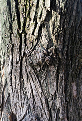 Texture old gnarled tree in cracks wood