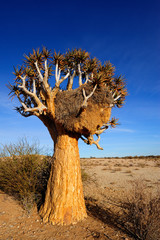 Quiver tree in Augrabies Falls National Park