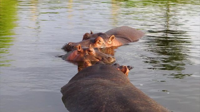Hippos family in the reserve